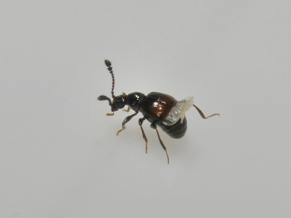 Staphylinidae: cfr. Trissemus sp.